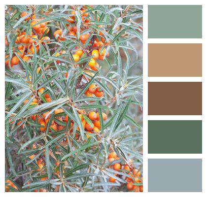 Sea Buckthorn Berry Wild Fruit Image